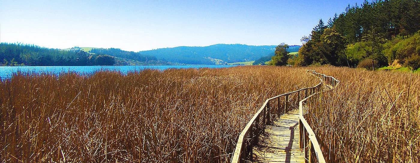 Pasarela de madera entre totoras hacia el Lago Vichuquén