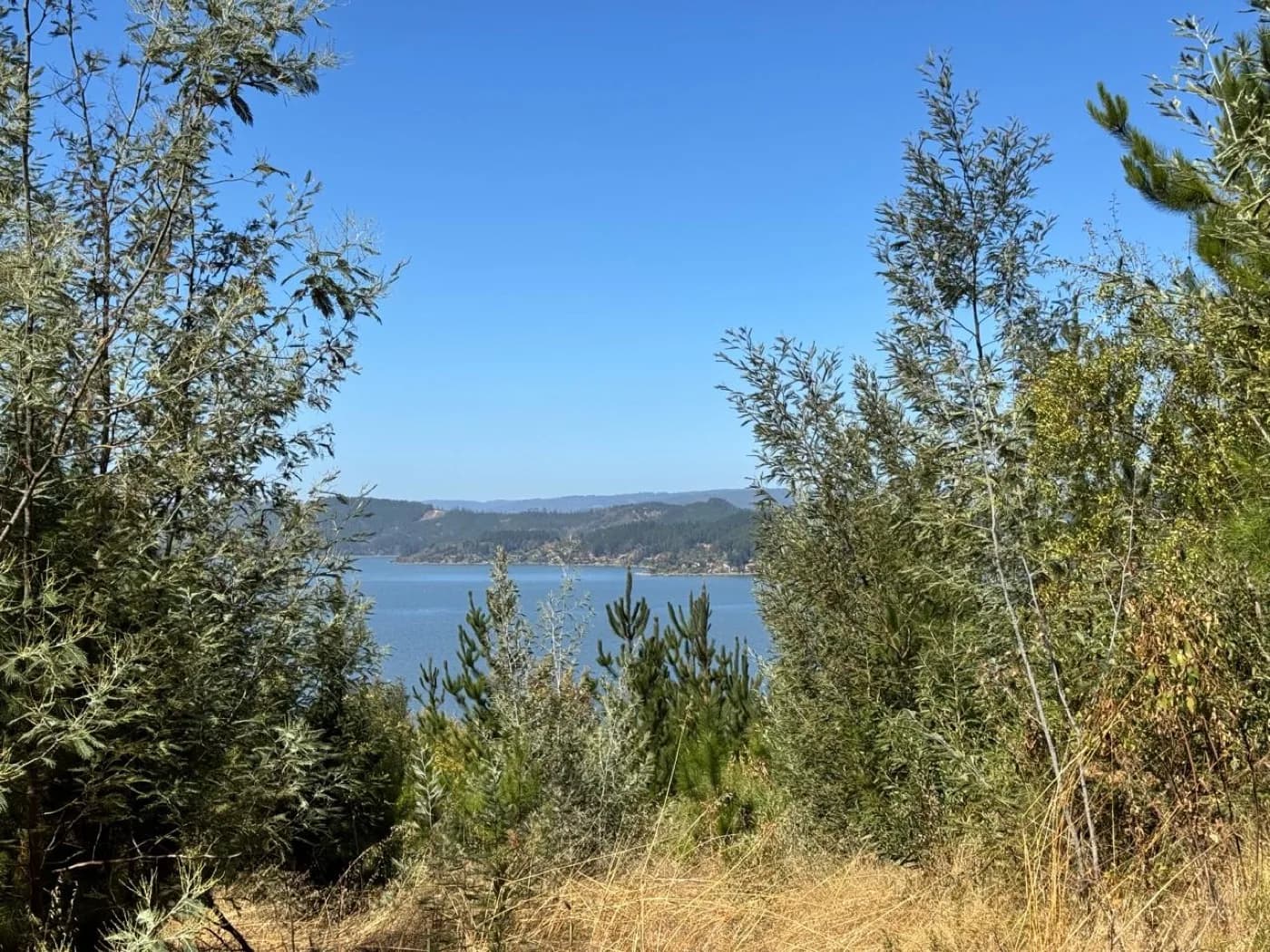 Vista del Lago Vichuquén enmarcada por vegetación nativa