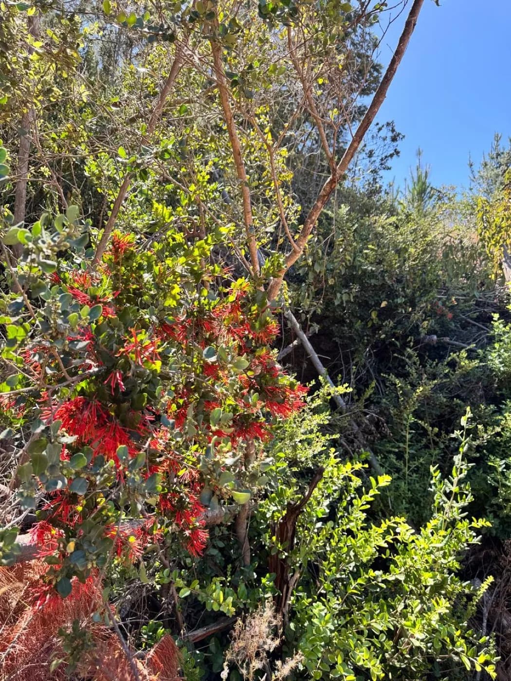 Copihue rojo florecido entre vegetación nativa chilena